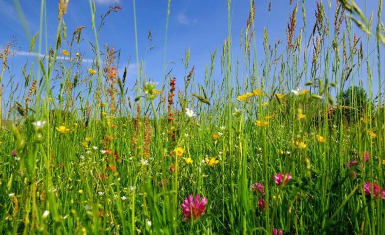 The Ecologists: Connecting with Nature – Applied Plant Ecology Winter 2020